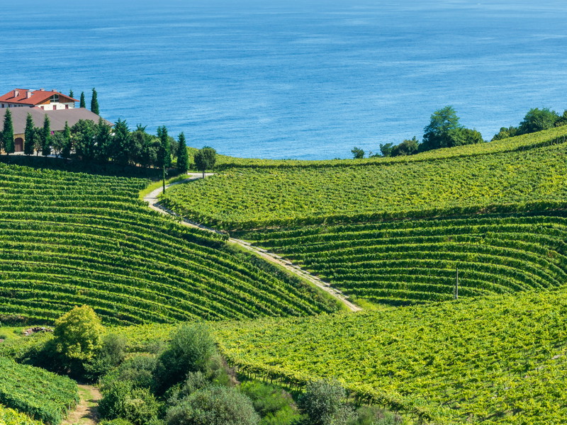 Txakoli vineyards in Spain's Basque country