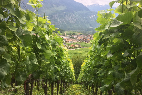 Bei Histoire d’Enfer im Wallis entstehen kräftige Pinot-Noir-Weine nach Burgunder Vorbild.