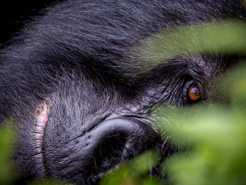 Rwanda is famous for its mountain gorillas.