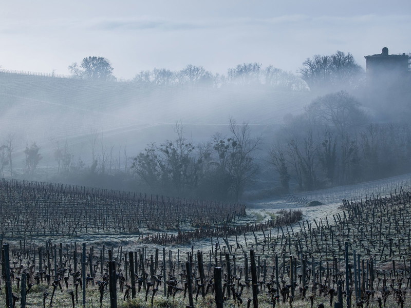 Die Winzer in der französischen Region Bordeaux produzieren zu viel.