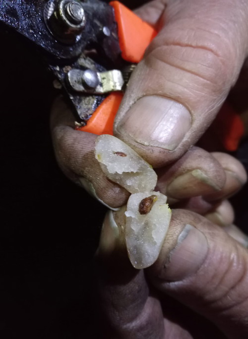 Die Beeren müssen bei der Weinlese gefroren sein.
