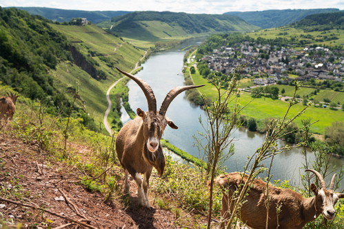 Das Weingut Clemens Busch bewirtschaftet die Steillage Pündericher Marienburg biodynamisch – eine oberhalb des Weinbergs gehaltene Ziegenherde dient zur Abwehr von Wildschweinen.