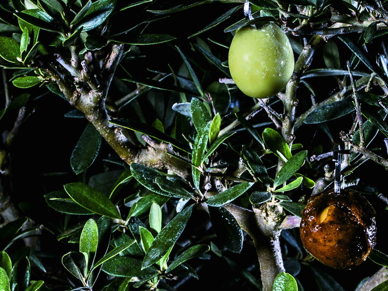 Die Oliven werden auf einem Bonsai-Olivenbaum serviert.