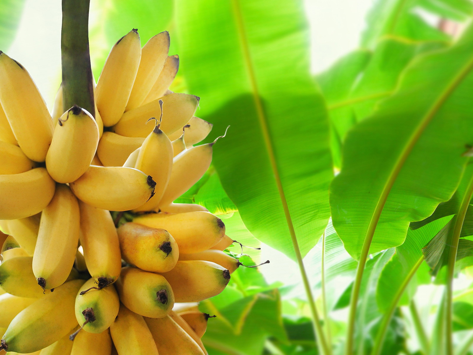 Obwohl Bananen pflanzlich sind, sind sie nicht immer vegan.&nbsp;