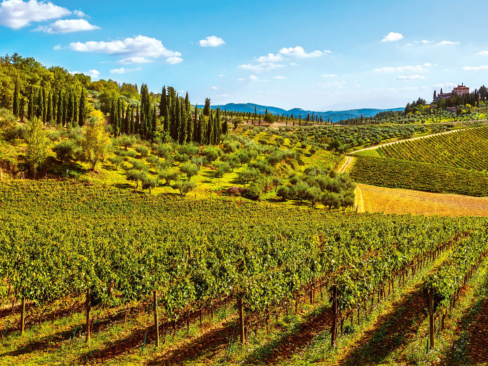 Wald und Weinberge prägen die Landschaft des Chianti Classico.
