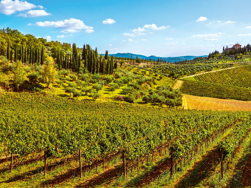 Wald und Weinberge prägen die Landschaft des Chianti Classico.