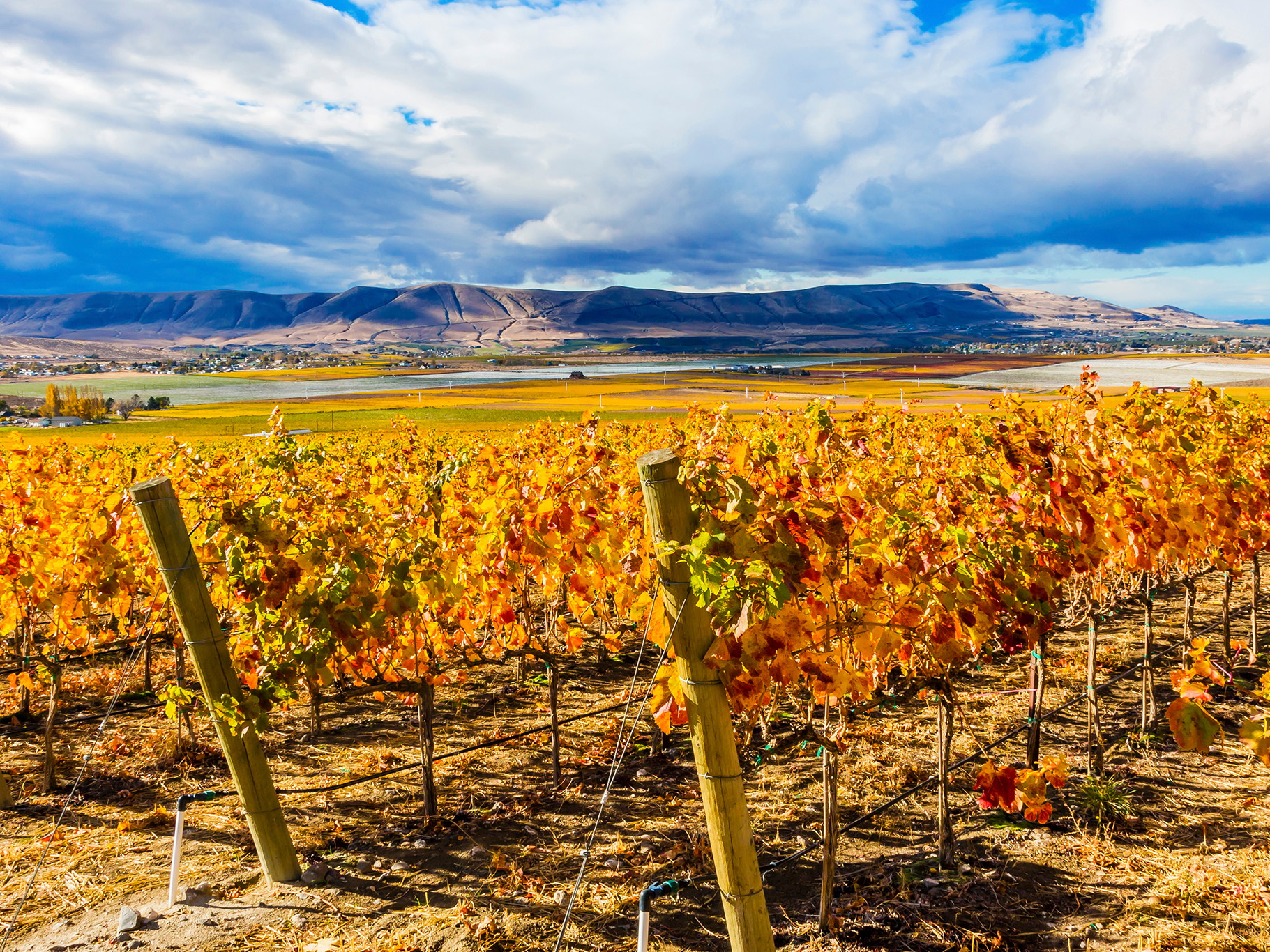 Grape leaves in vineyard, Red Mountain AVA, Benton City, Washington State.