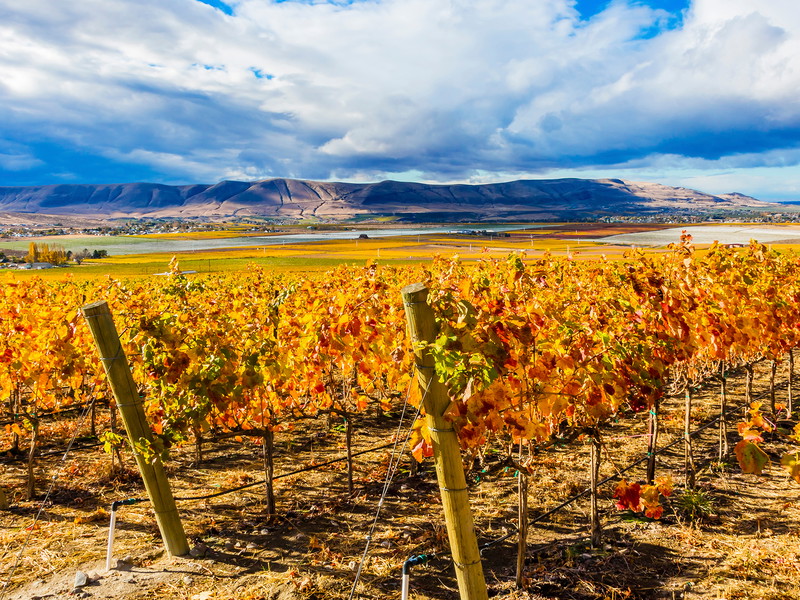 Grape leaves in vineyard, Red Mountain AVA, Benton City, Washington State.