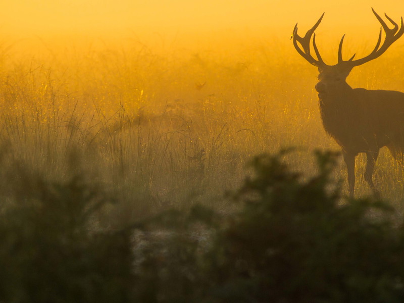 Die Jagd – eine nachhaltige Tradition.&nbsp;