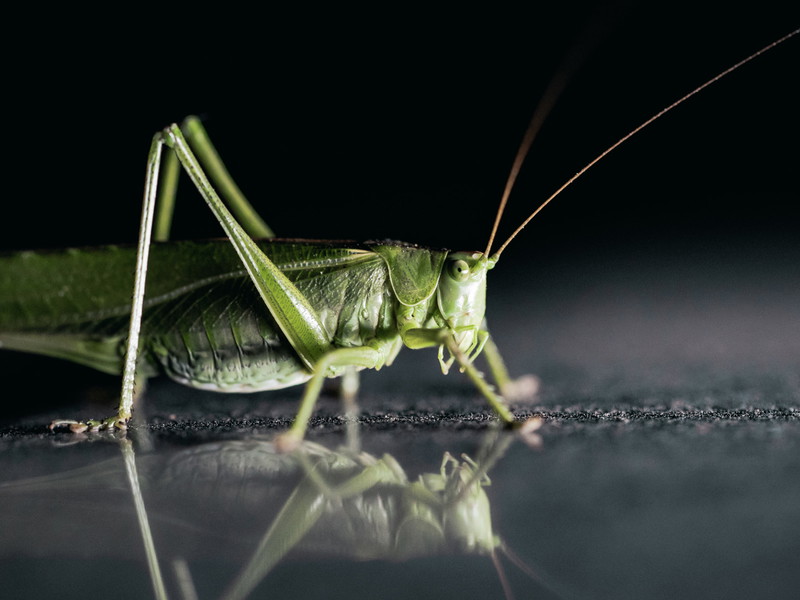 Insekten: Ekelalarm oder Essen der Zukunft?