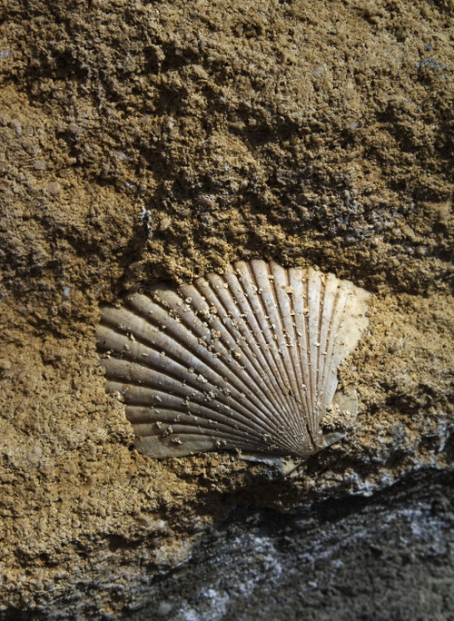 Die wichtigsten geologischen Parameter am Leithaberg sind der Muschelkalk und das Vorkommen von Schiefergestein, die beide aromatisch auf den Blaufränkischen einwirken.