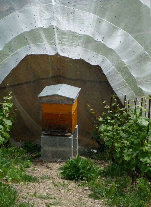 Ausgangspunkt für alle Naturweine ist ein naturnaher Anbau – mit oder ohne Bio-Zertifizierung, mit Einsatz biodynamischer oder noch strikterer Methoden. Im Keller wird Verzicht geübt. Auf Mythopia im Schweizer Wallis werden die Grenzen des Möglichen ausgelotet und die Biodiversität im Rebberg gefördert.