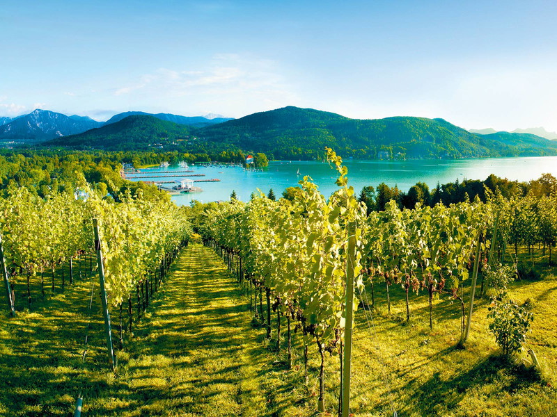 Der »Stadtweingarten Klagenfurt« mit Blick auf den Wörthersee und die Karawanken im Hintergrund.