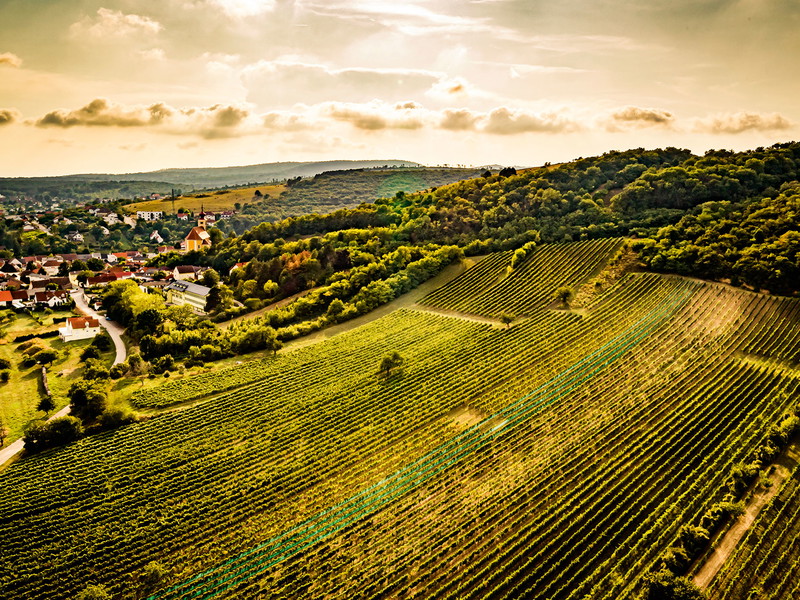 Der Leithaberg im Westen des Neusiedler Sees bietet Burgundersorten ideale Bedingungen.
