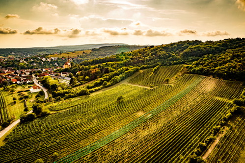 Der Leithaberg im Westen des Neusiedler Sees bietet Burgundersorten ideale Bedingungen.