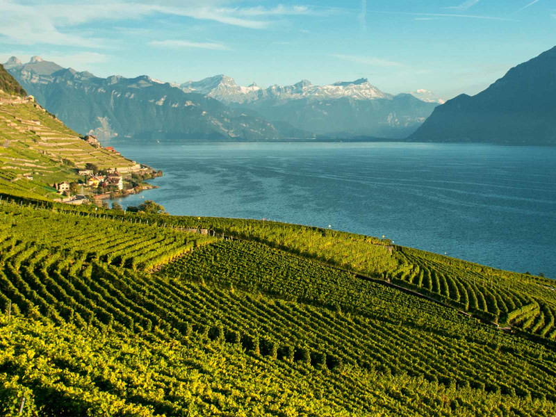 Das Lavaux am Genfersee zählt zu den schönsten Weinregionen der Schweiz.