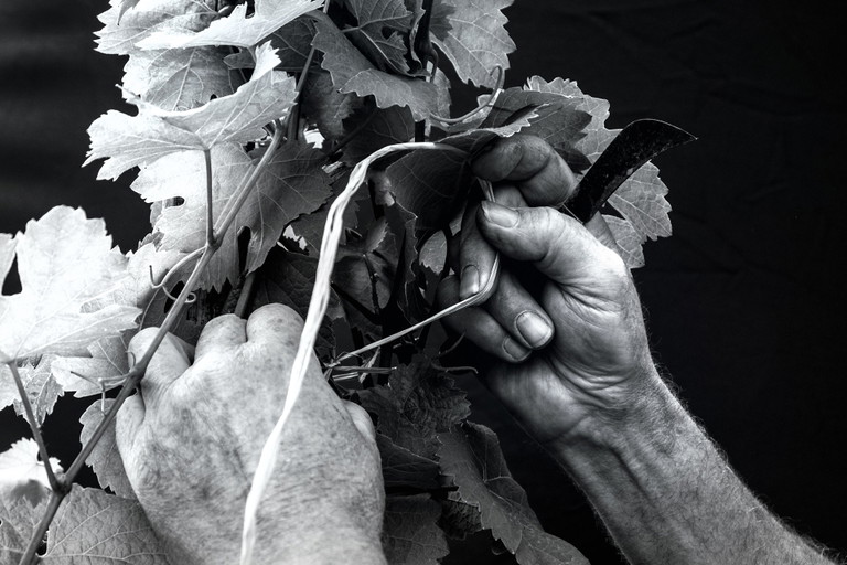 Der Pionier von der Mosel: Rudolf Trossen ist Bio-Winzer und produziert genauso klassische, restsüße Moselrieslinge mit Schwefeleinsatz wie auch Naturweine ganz ohne Zusätze.