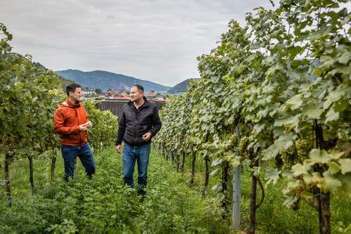 Peter Mandl und Florian Ruhdorfer gründeten die Weinhauerei 378&nbsp;in Weissenkirchen.