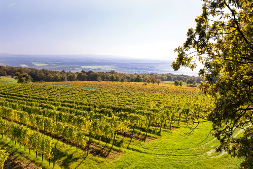 Das Herkunftsgebiet am Westufer des Neusiedler Sees unterscheidet nun zwischen Gebietsweinen und Weinen mit näherer Herkunft. Rieden­weine rücken in den Fokus, Gebietsweine dürfen schon im Frühling auf den Markt. ­Würze, Mineralität und Frucht, geprägt durch den Schieferboden und Muschelkalk der Region Leithaberg, stellen die markanten Eigenschaften der DAC-Weine dar.