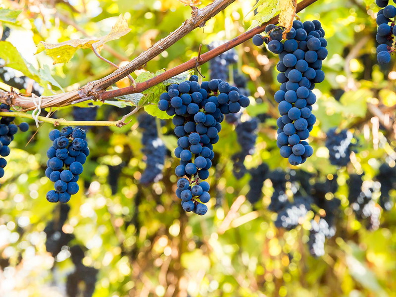 Die robusten Pinot Noir Trauben.