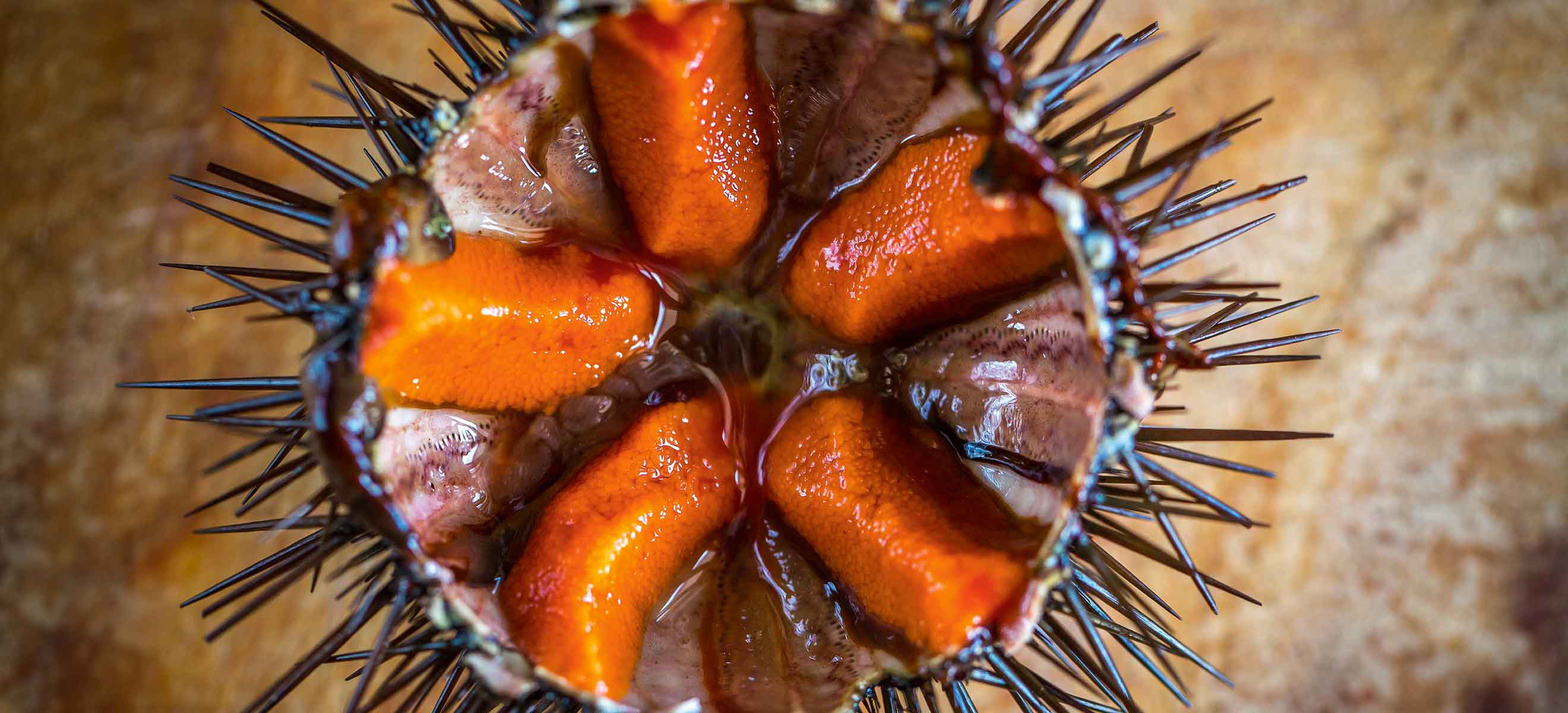 Aufgestachelt: Wie Seeigel zum Foodtrend wurde - Falstaff