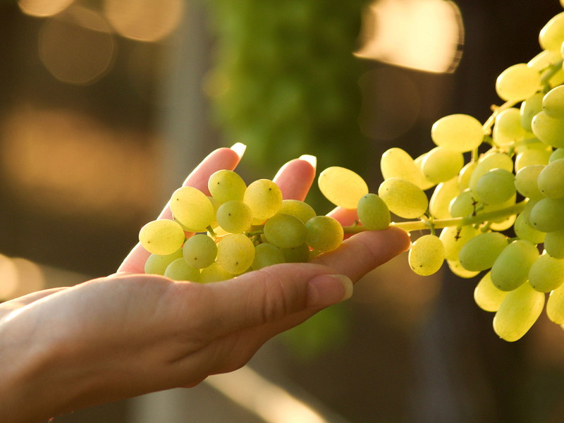 Die Champagne gliedert sich in&nbsp;vier Regionen: die Montagne de Reims, Côte des Blancs, Vallée de la Marne&nbsp;und Côte des Bars mit insgesamt&nbsp;ca. 33.000 Hektar Rebfläche.