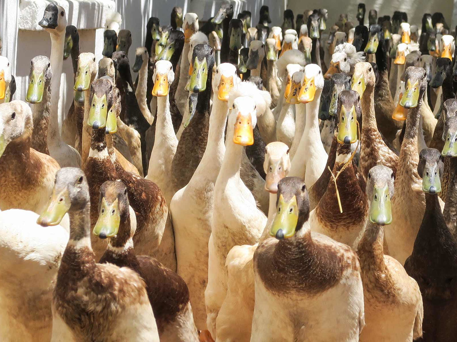Die Laufenten auf dem Weingut&nbsp;Vergenoegd Löw.