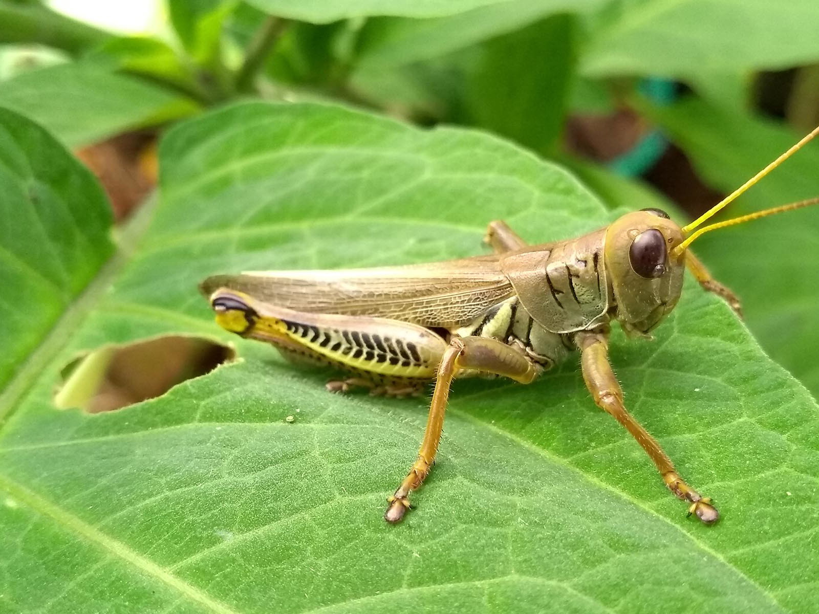 Seit dem 24. Januar sind Insekten in der EU als Lebensmittel zugelassen.
