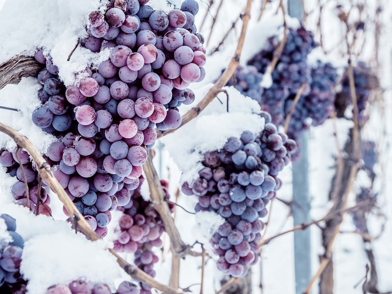 Bei zu milden Temperaturen treiben die Weinreben aus.