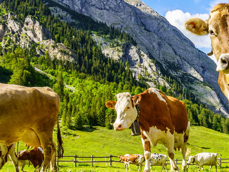 Die Heuwirtschaft ist die ursprünglichste Form der Milcherzeugung.