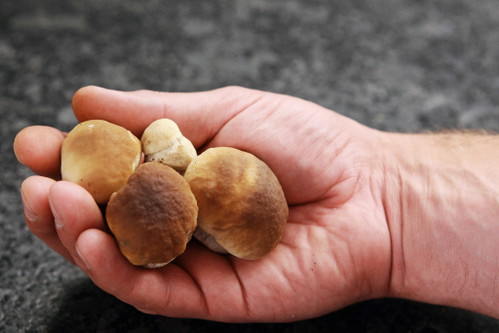 Mushroom Risotto