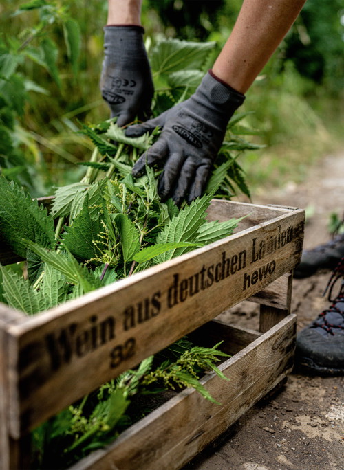 Bei Simone Adams kommen statt Flaschen&nbsp; Brennnesseln in die Holzkiste&nbsp;– Basis für die Zubereitung eines biodynamischen Präparats.
