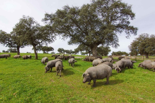 Ibericos stammen, wie der Name schon sagt, aus Spanien und sind dunkelgrau bis schwarz. Von ihnen stammt der berühmte Pata-Negra-Schinken.