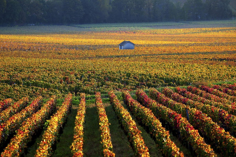 Savigny-les-Beaune, Côte de Beaune, France.