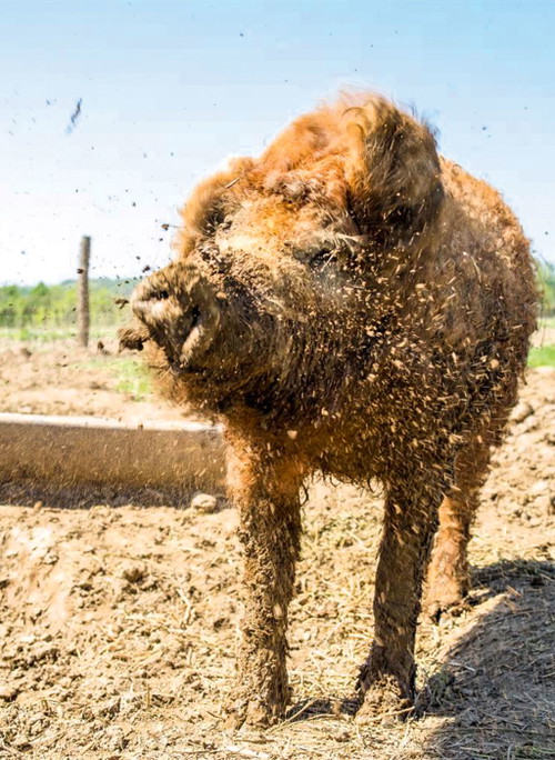 Sich zu suhlen gehört zu einem gesunden Schweineleben.