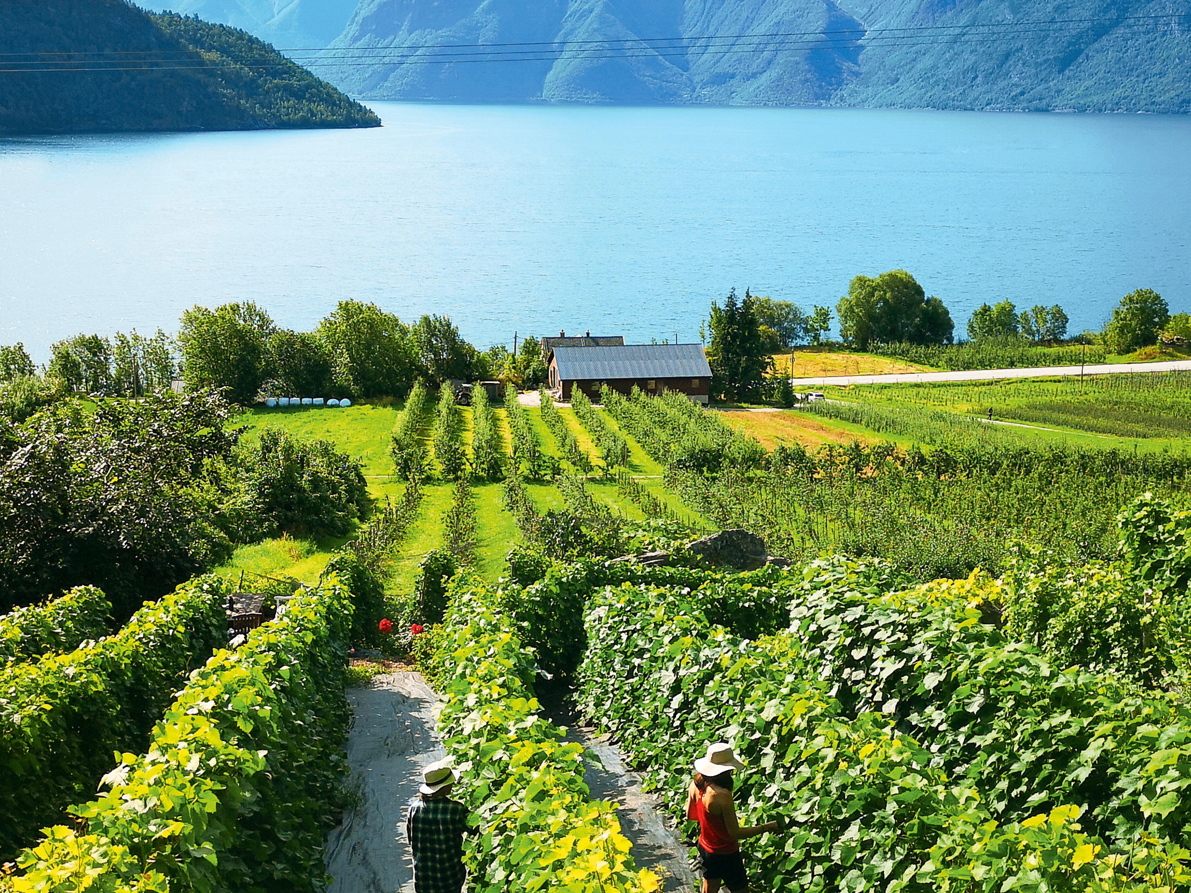 Slinde Vineyards, Sognefjord, Norway.