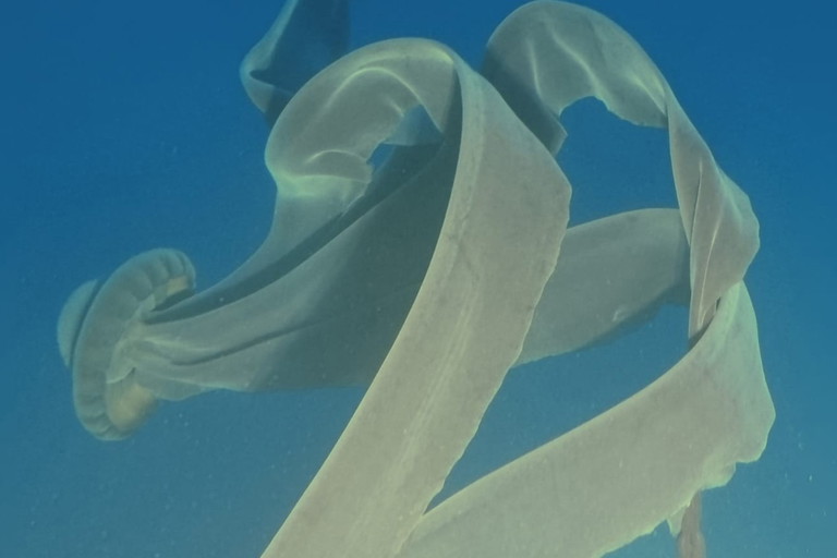 Stygiomedusa gigantea, giant phantom jellyfish.