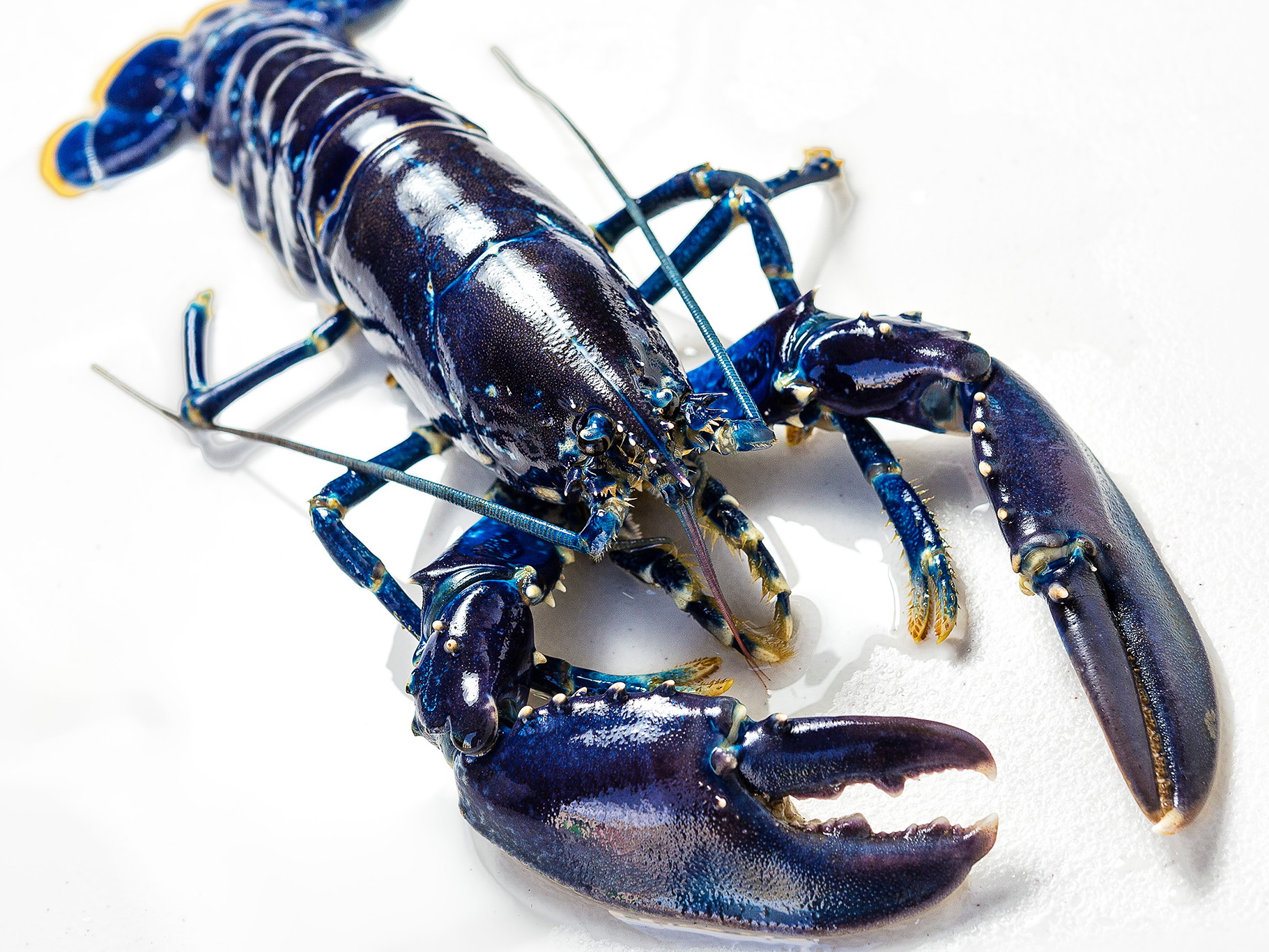 Only one in two million lobsters is blue.
