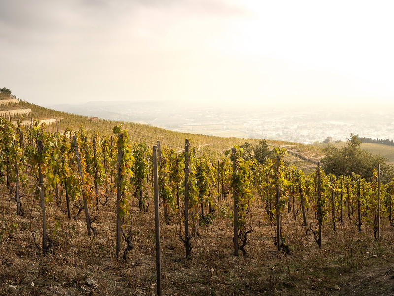 Hill of Hermitage, Rhône Valley, France.