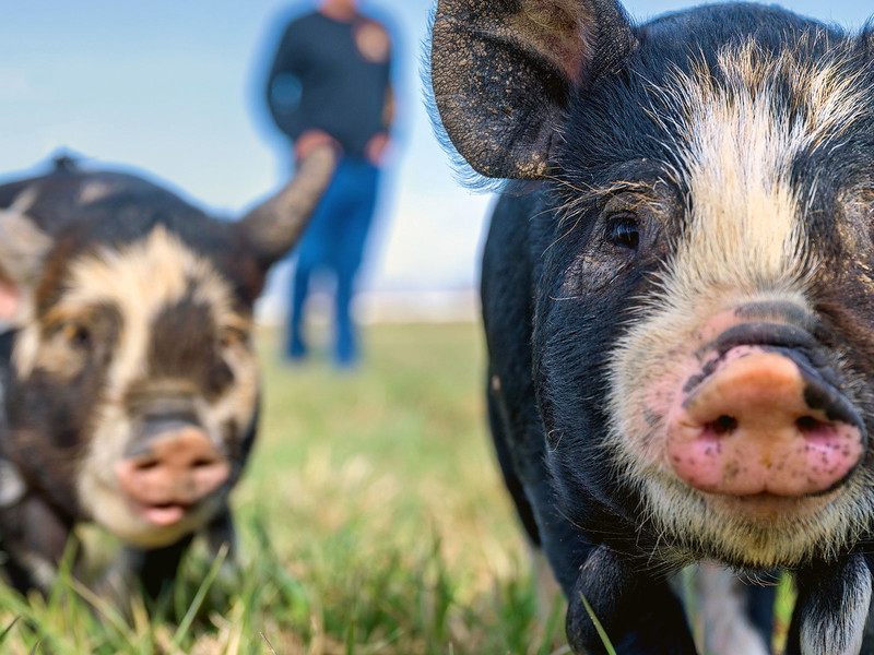 Ausreichend Bewegung im Freien, die Möglichkeit zum Wühlen und Suhlen sowie Kontakt mit Artgenossen – so sieht das perfekte Schweineleben aus.&nbsp;Lohn all der Mühen: Herausragende Qualität.
