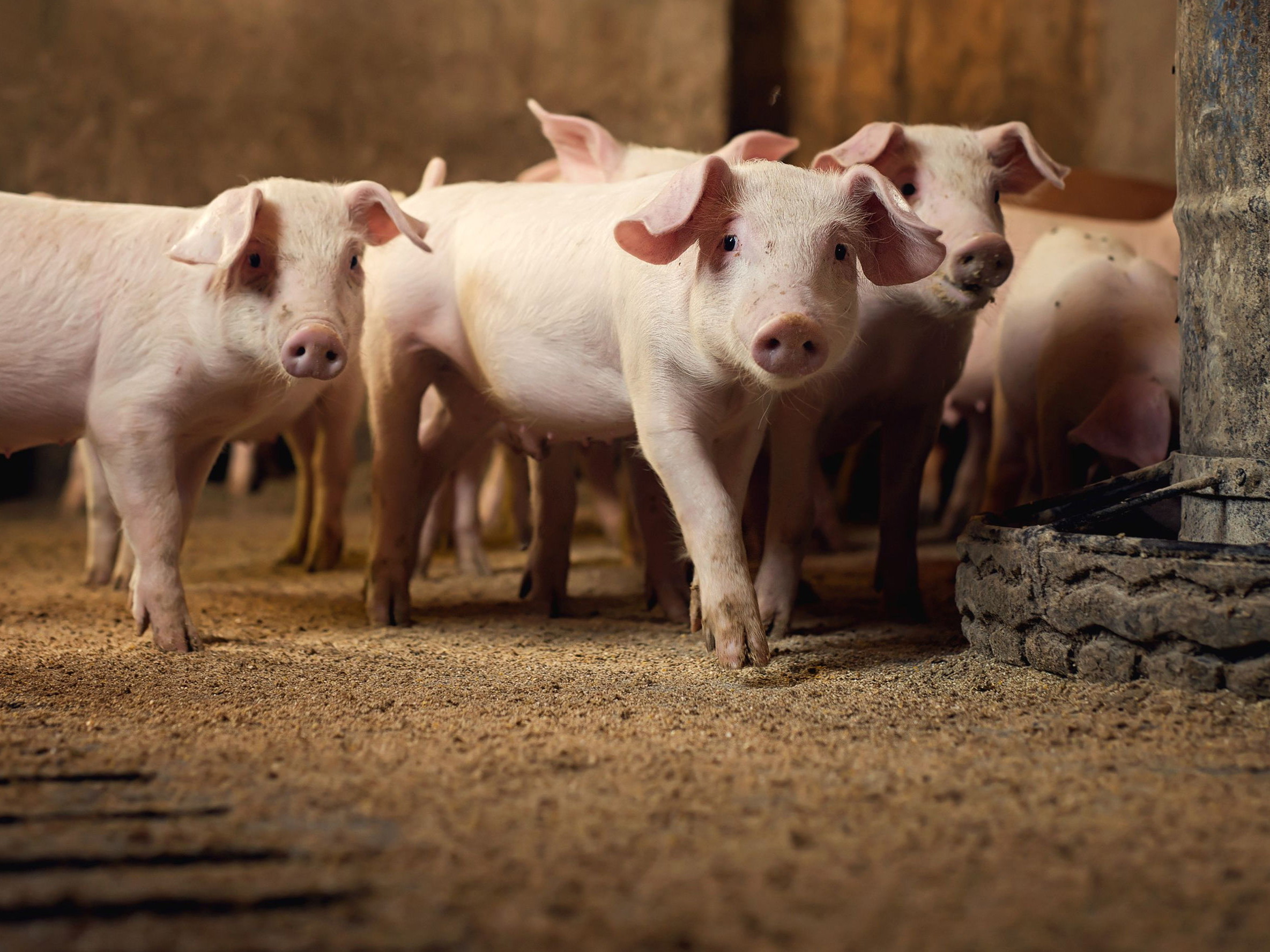 Schweine sind neugierig, kreativ, listig und haben einen hoch entwickelten Sinn für räumliche Orientierung.