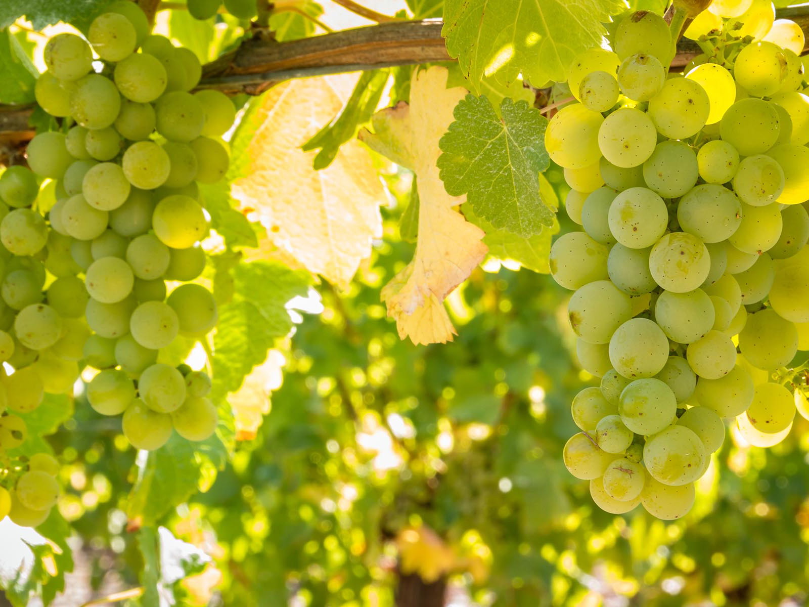 In Sachsen wird am meisten Riesling angebaut.