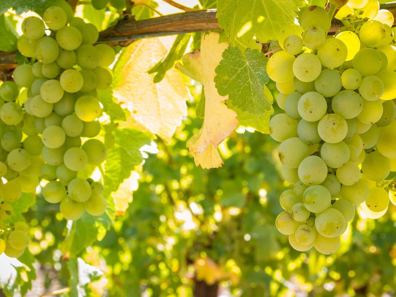 In Sachsen wird am meisten Riesling angebaut.