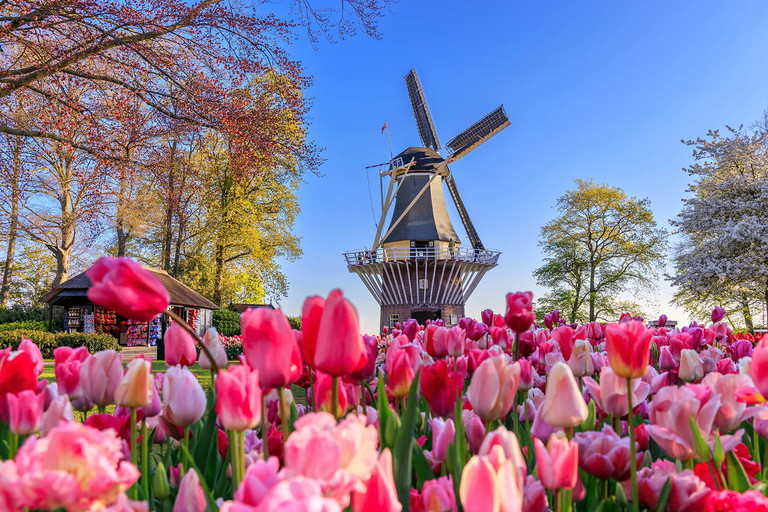 Tulpenfelder im Keukenhof in Lisse