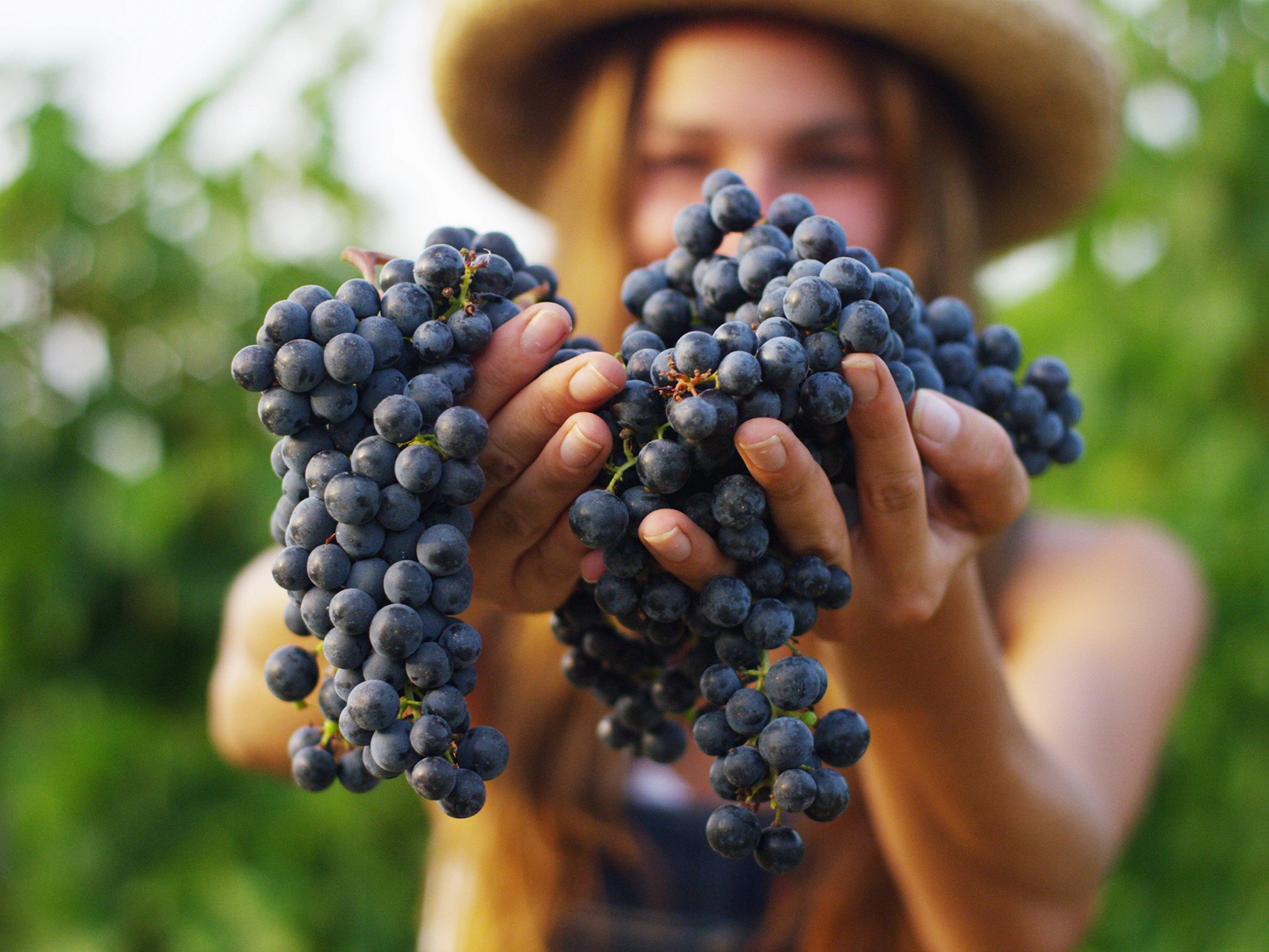 The growth of organic viticulture is reason for optimism, the organisers say.
