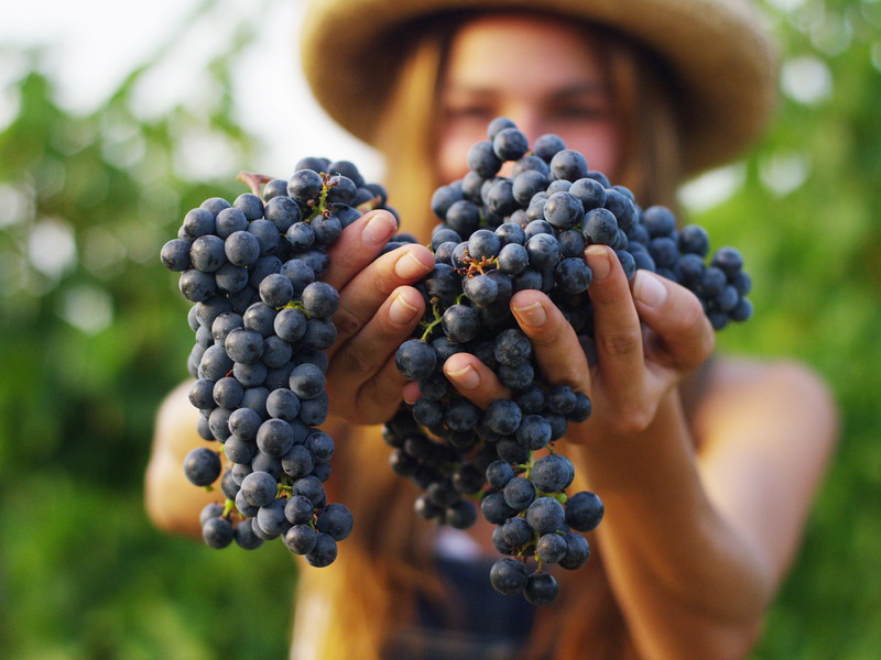 The growth of organic viticulture is reason for optimism, the organisers say.