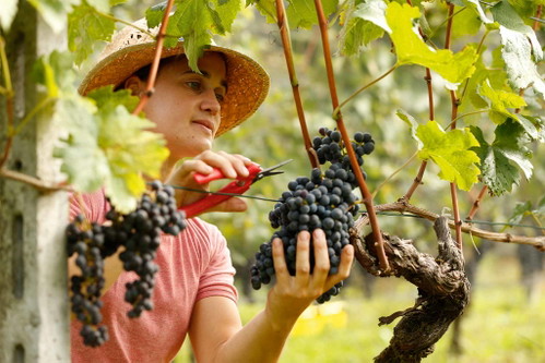 Winzerin Isabel Holzwarth erntet auf der Cantina Blass in Astano beste Trauben für herausragende Terroirweine.