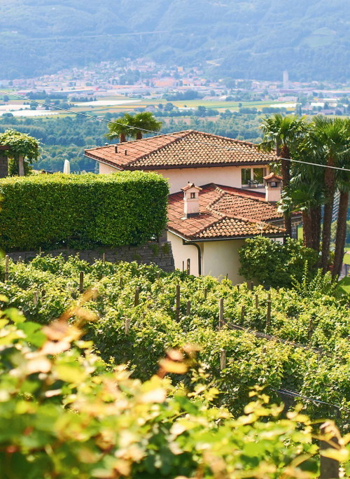Im Tessin hat die Bordeaux-Sorte Merlot eine Schweizer Heimat gefunden. In den letzten Jahren ist ein Trend weg von Kraft und Holz hin zu Eleganz und Terroirausdruck zu erkennen.