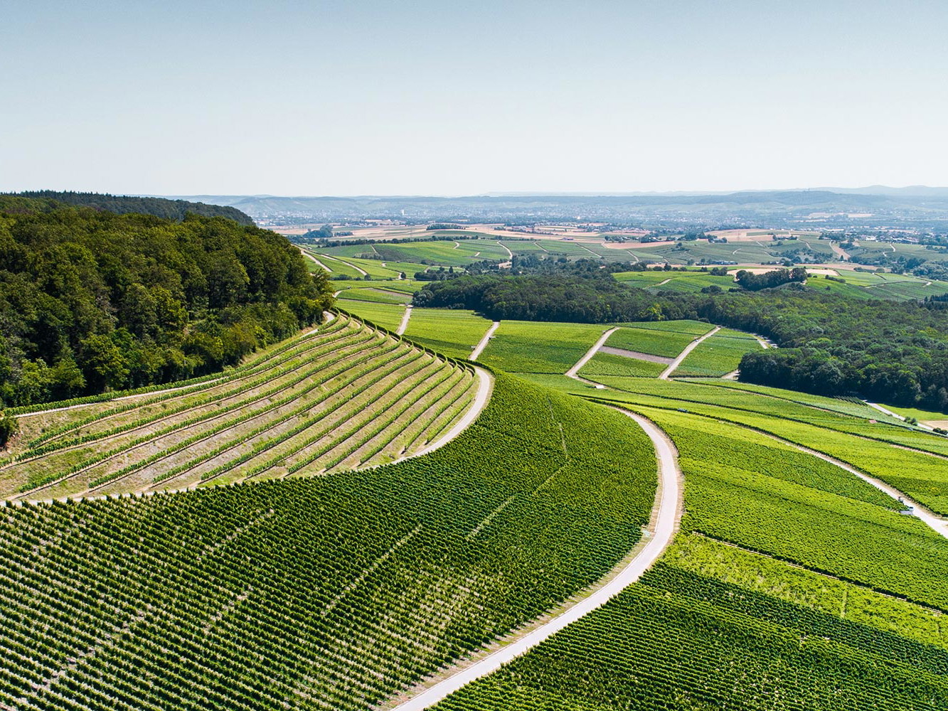 Die Familie Neipperg soll den Lemberger am Beginn des  19. Jahrhunderts nach Württemberg gebracht haben.