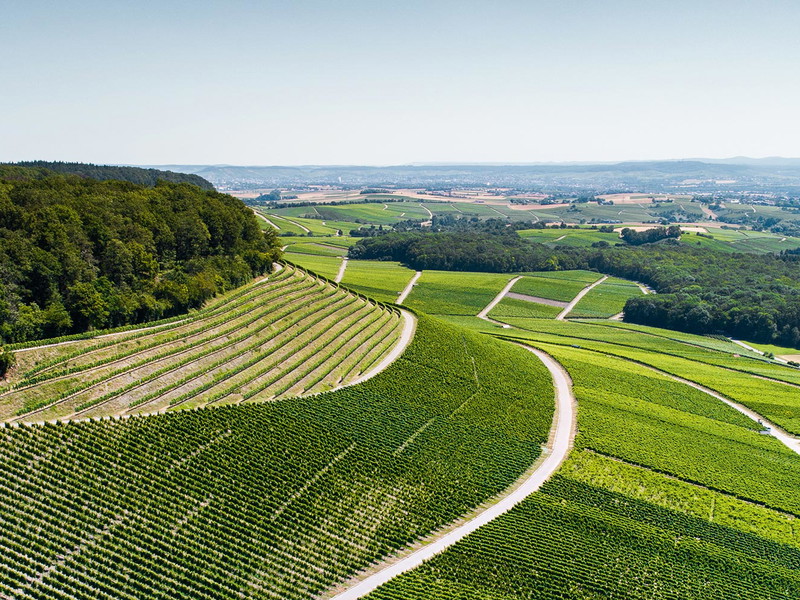 Die Familie Neipperg soll den Lemberger am Beginn des  19. Jahrhunderts nach Württemberg gebracht haben.